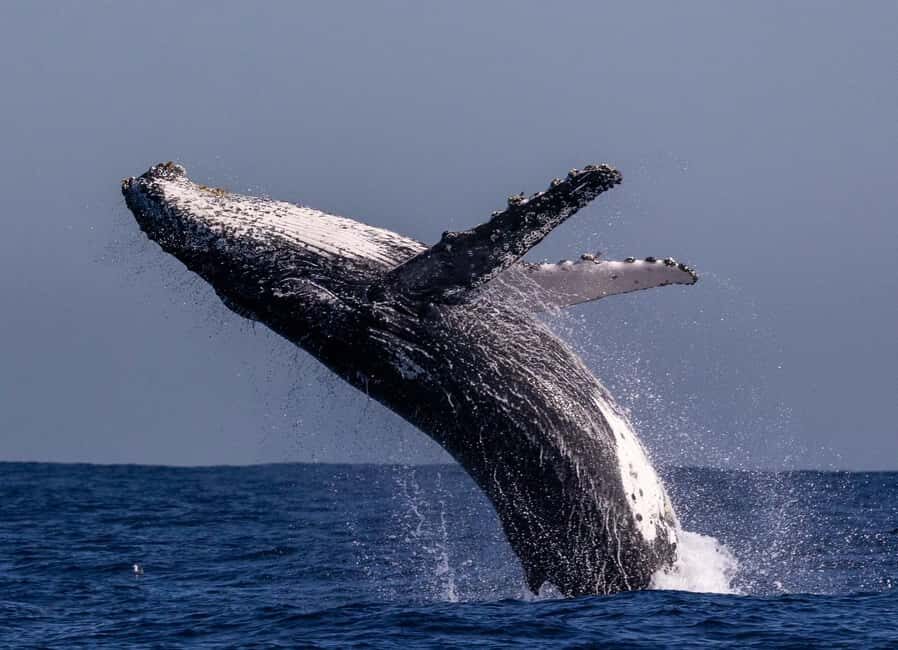 Sydney: Whale Watching Adventure Cruise - Whales Guaranteed! - Who should book this cruise—and who should think twice