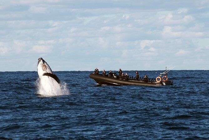 Sydney Whale-Watching by Speed Boat - Getting to Circular Quay: Campbell’s Cove and the 2-Hour Clock