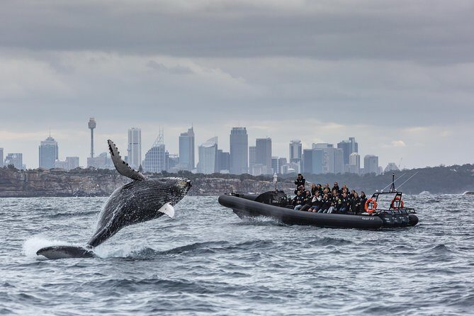 Sydney Whale-Watching by Speed Boat - Stop 1 to Stop 3: Bridge, Opera House, and the Harbour Before Open Ocean