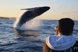 Sydney Whale-Watching by Speed Boat - Stop 4: Ocean Extreme and the Humpback Search