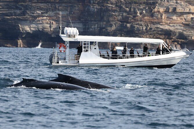 Sydney Whale-Watching by Speed Boat - Price and Value: What $92.52 Buys in the Real World