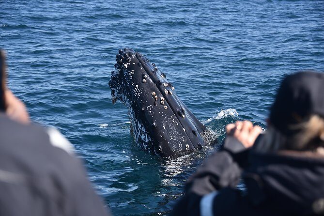 Sydney Whale-Watching by Speed Boat - Who This Tour Suits Best (and Who Should Skip It)