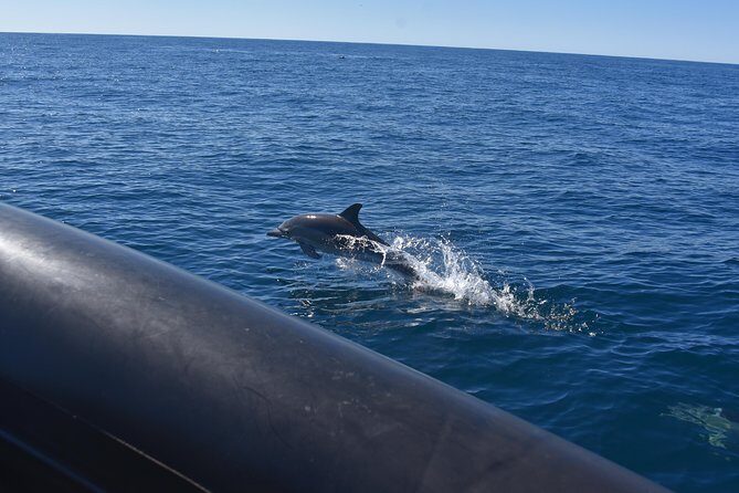 Sydney Whale-Watching by Speed Boat - Weather, Cancellations, and What to Do When Plans Change
