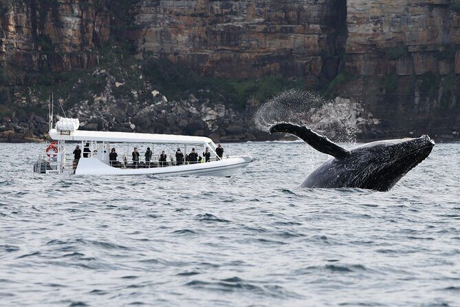 Sydney Whale-Watching by Speed Boat - Should You Book Sydney Whale-Watching by Speed Boat?