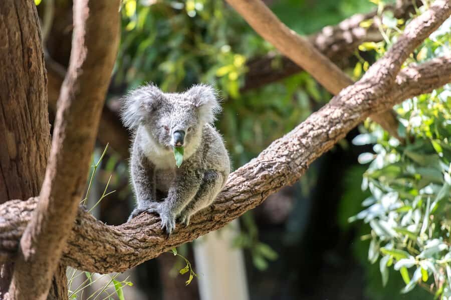 Sydney: Whale Watching Cruise and Taronga Zoo Package - Key things I’d watch for