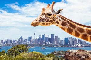 Sydney: Whale Watching Cruise and Taronga Zoo Package - Staying Comfortable on the Water: All-Weather Lounge and Outdoor Viewing