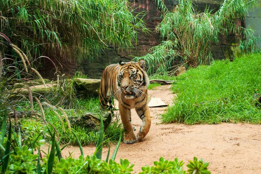 Sydney: Whale Watching Cruise and Taronga Zoo Package - The Return by Rocket Ferry: Keeping Your Evening Easy