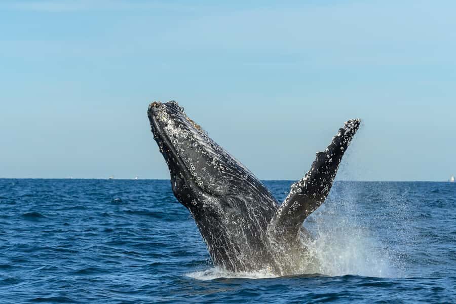 Sydney: Whale Watching Cruise and Taronga Zoo Package - Price and Value: Is $95 a Good Deal for This Combo?