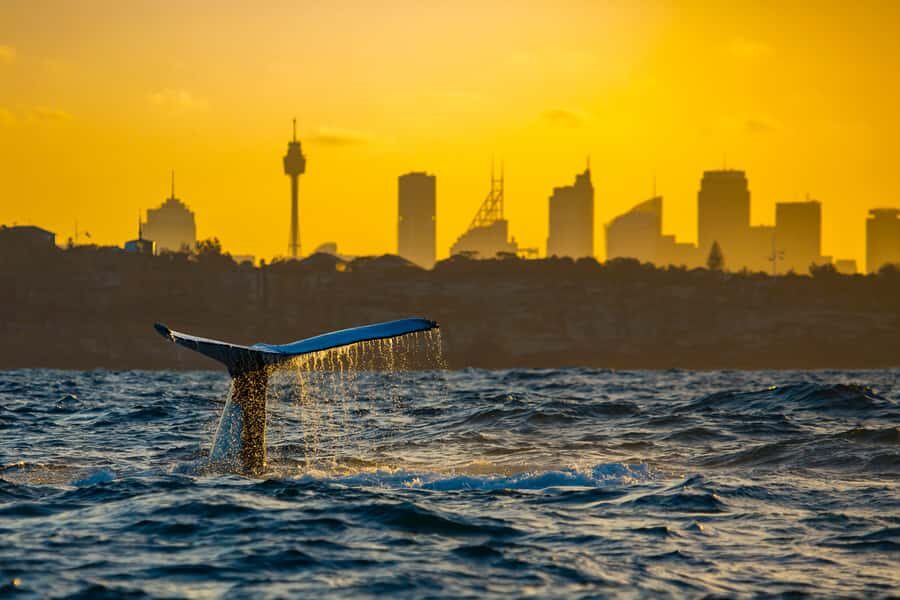 Sydney: Whale Watching Cruise and Taronga Zoo Package - Should You Book This Sydney Whale Watching and Taronga Zoo Combo?