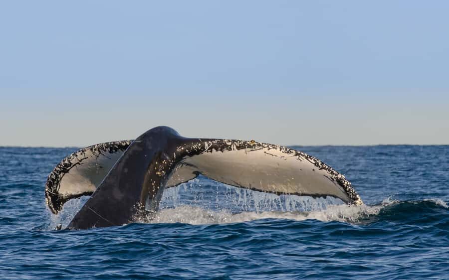 Sydney Whale Watching Cruise with Breakfast or Lunch - Key points to know before you go