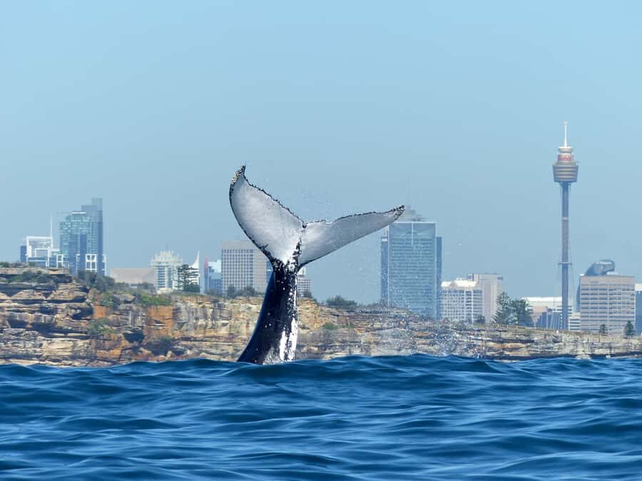 Sydney Whale Watching Cruise with Breakfast or Lunch - Circular Quay to Sydney Heads: where the day starts