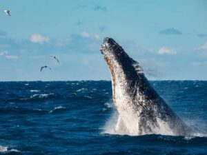 Sydney Whale Watching Cruise with Breakfast or Lunch - Price and value: what you actually get for about $70