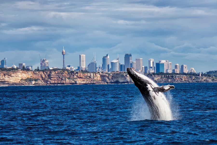 Sydney Whale Watching Cruise with Breakfast or Lunch - How the 4 hours flow: harbour cruising, meal time, then whale search