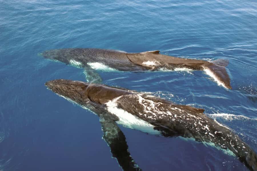 Sydney Whale Watching Cruise with Breakfast or Lunch - Comfort on board: space, layout, and picking your viewing spot