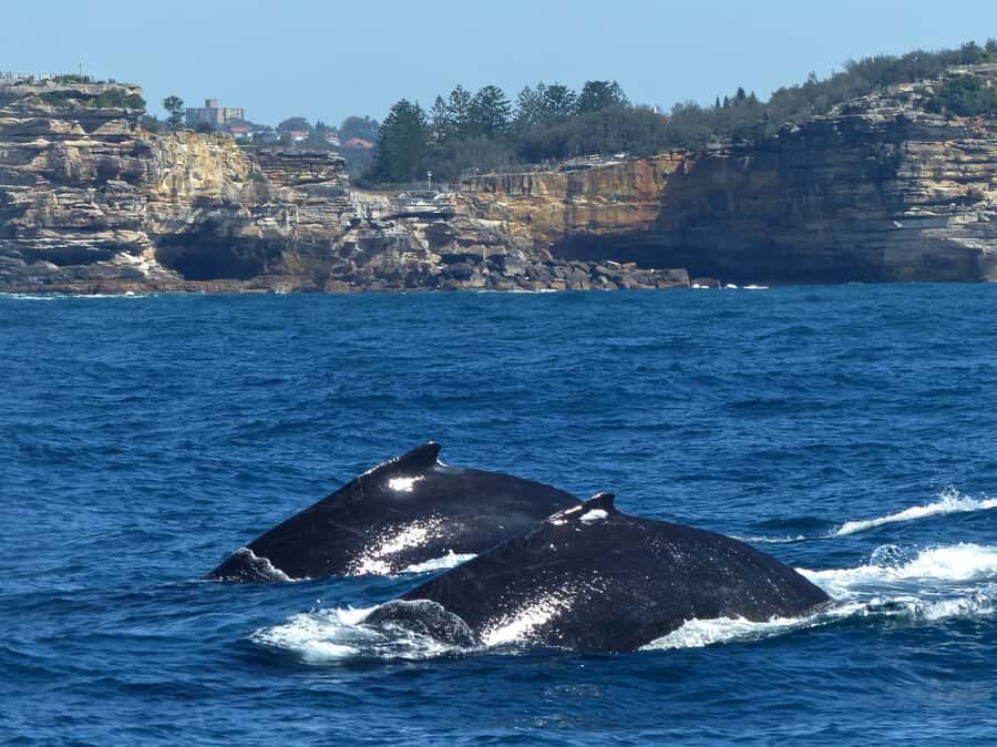 Sydney Whale Watching Cruise with Breakfast or Lunch - Breakfast or BBQ lunch: included food and what the menu means