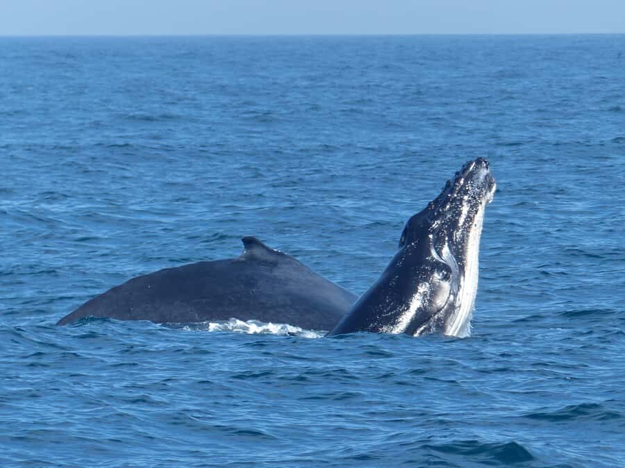 Sydney Whale Watching Cruise with Breakfast or Lunch - The whale-spotting strategy: how guides keep you in the moment