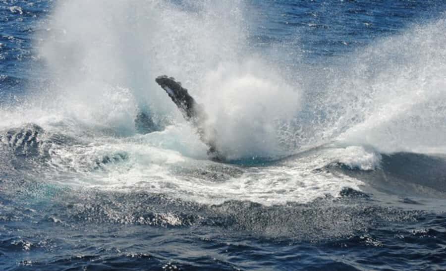 Sydney Whale Watching Cruise with Breakfast or Lunch - Who this cruise is best for (and who should skip it)