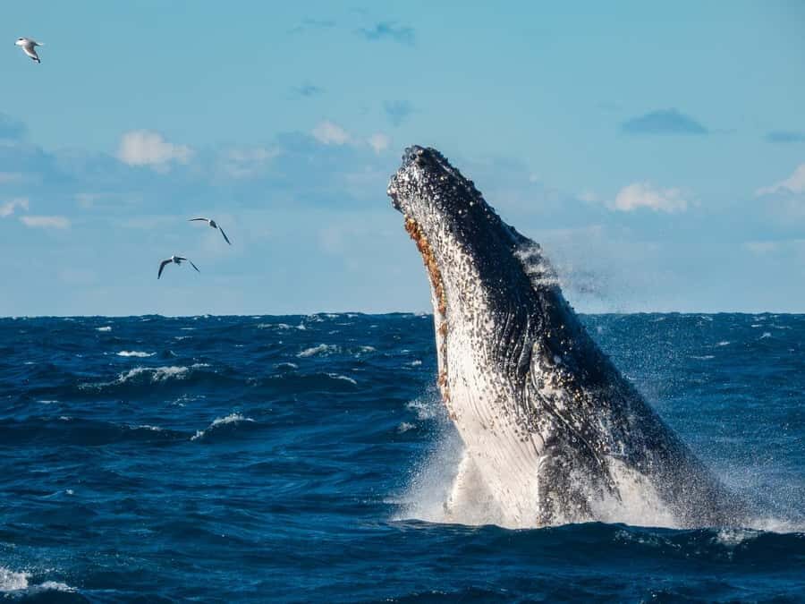 Sydney Whale Watching Cruise with Breakfast or Lunch - Price and value: what you actually get for about $70