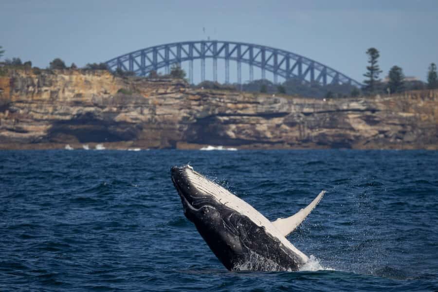 Sydney: Whale Watching & Wildlife Cruise - Why Winter Whales Show Up Off Sydney (and What You Might See)