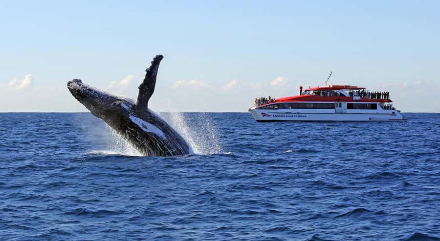 Sydney: Whale Watching & Wildlife Cruise - Circular Quay Wharf 6 Check-In: Start With Less Stress