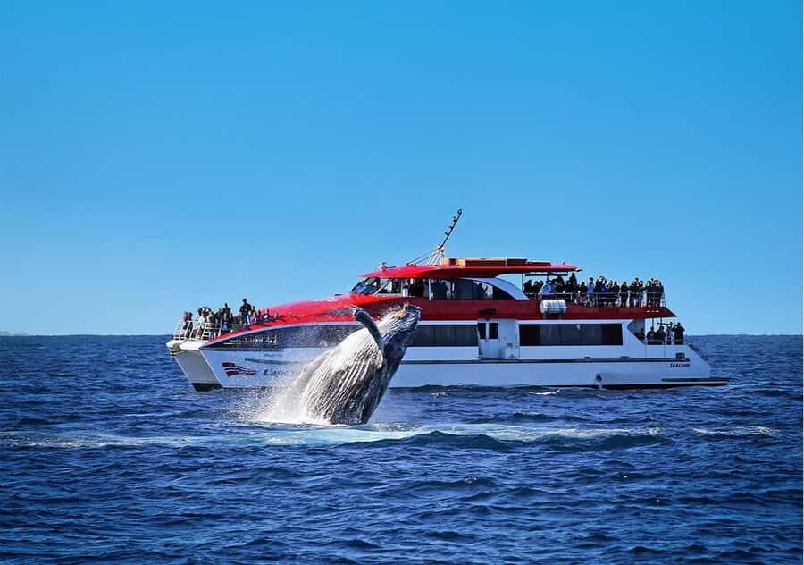 Sydney: Whale Watching & Wildlife Cruise - The Views That Make This Cruise More Than Just Whales