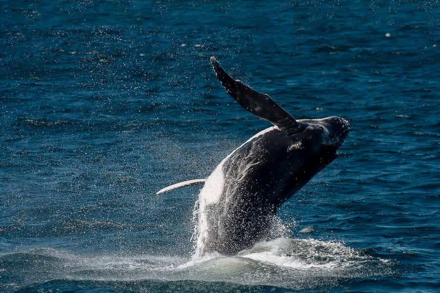 Sydney: Whale Watching & Wildlife Cruise - Wildlife Extras: Dolphins, Seals, Penguins, and Birds