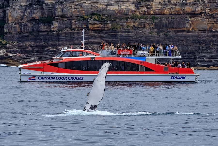 Sydney: Whale Watching & Wildlife Cruise - Price and Value: Is $67 a Smart Spend?