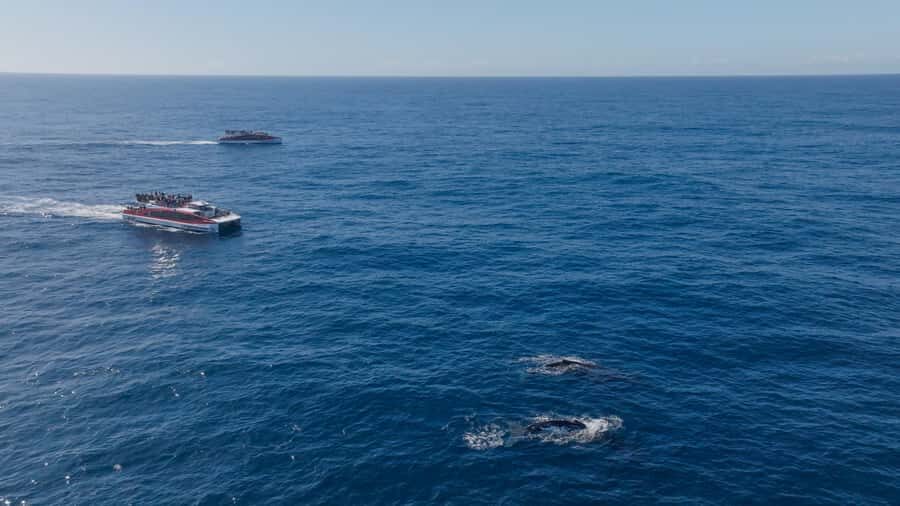 Sydney: Whale Watching & Wildlife Cruise - Should You Book This Whale Watching Cruise?