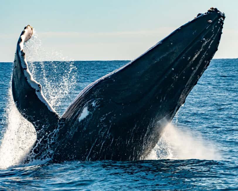 Sydney; Whale Watching - Leaving Sydney Harbour: The Coastal Views You Get Before the Whales