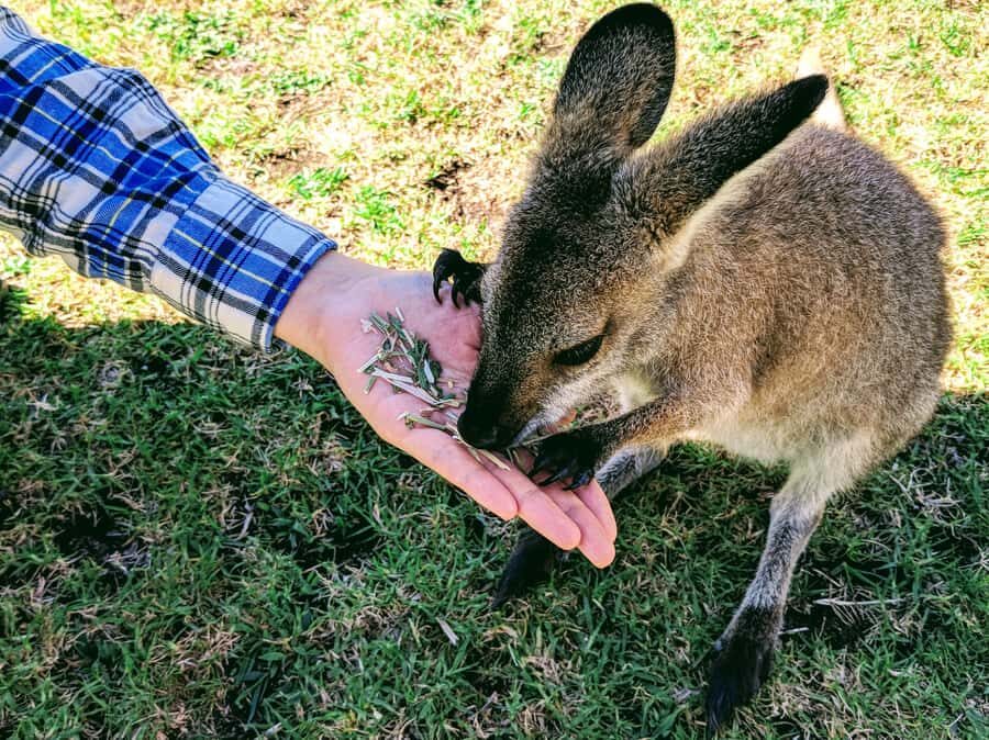 Sydney: Wildlife, Waterfalls and Wine Small Group Tour - Quick Take: What Makes This Sydney Day Trip Work