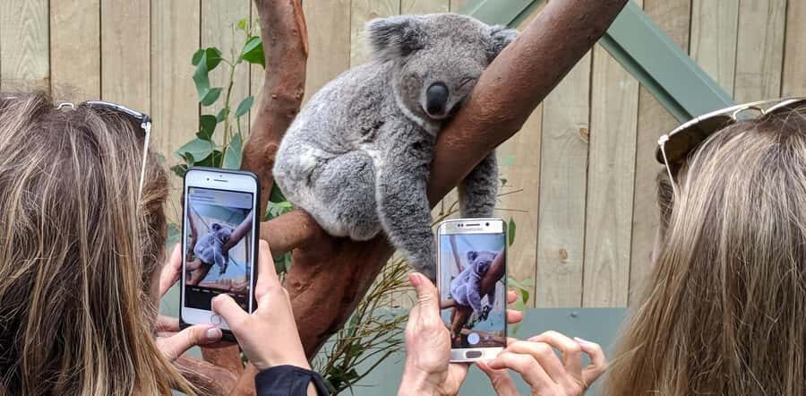 Sydney: Wildlife, Waterfalls and Wine Small Group Tour - Symbio Wildlife Park: The Private Koala Encounter That People Remember