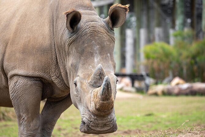 Sydney Zoo General Entry Admission Ticket - African Boardwalk: mixed-species savannah scenes