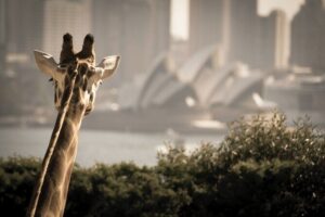 Taronga Zoo Entry & Sydney Harbour 2-Day Hop On Hop Off Cruise - Taronga Zoo Day: Wildlife, Keeper Talks, and Harbour Views