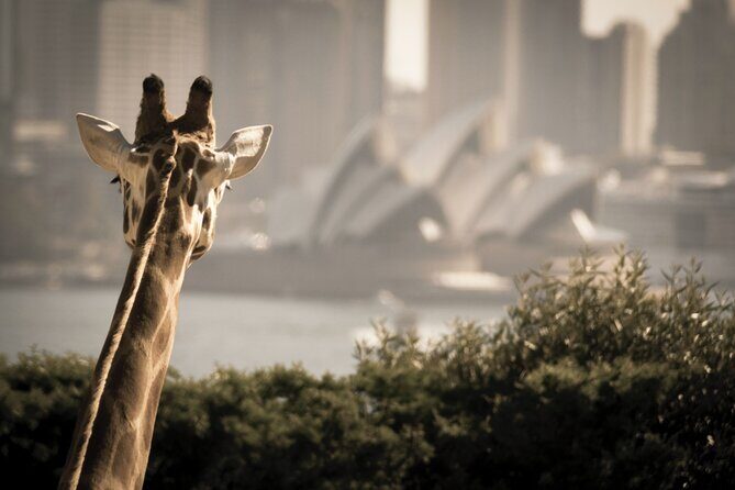 Taronga Zoo Entry & Sydney Harbour 2-Day Hop On Hop Off Cruise - Taronga Zoo Day: Wildlife, Keeper Talks, and Harbour Views