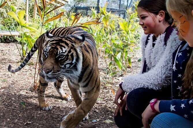 Taronga Zoo + Ferry Return Ticket - Key Highlights at a Glance