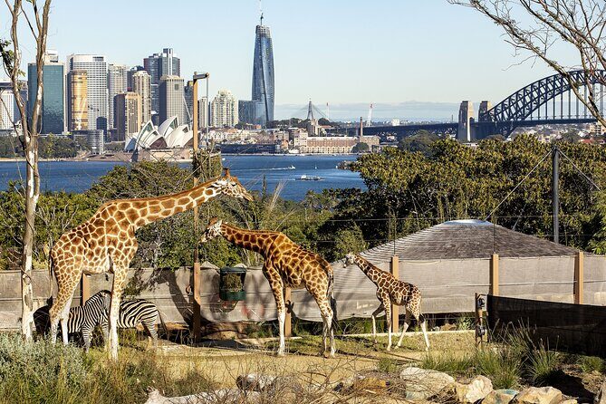 Taronga Zoo + Ferry Return Ticket - Taronga Zoo + Ferry: Why This Combo Works