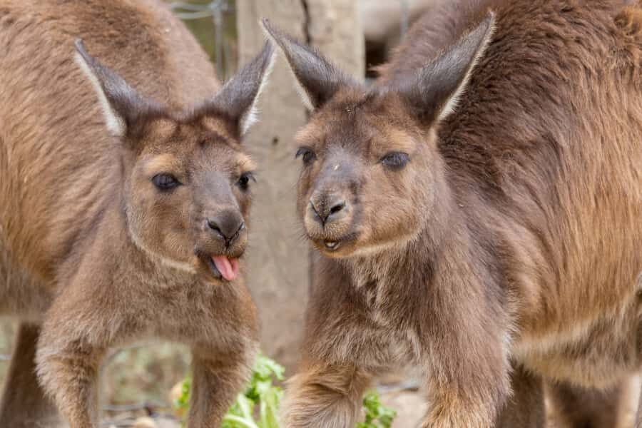 Taronga Zoo Sydney Wild Australia Experience - Your 2-hour plan at Taronga Zoo’s Wild Australia Experience