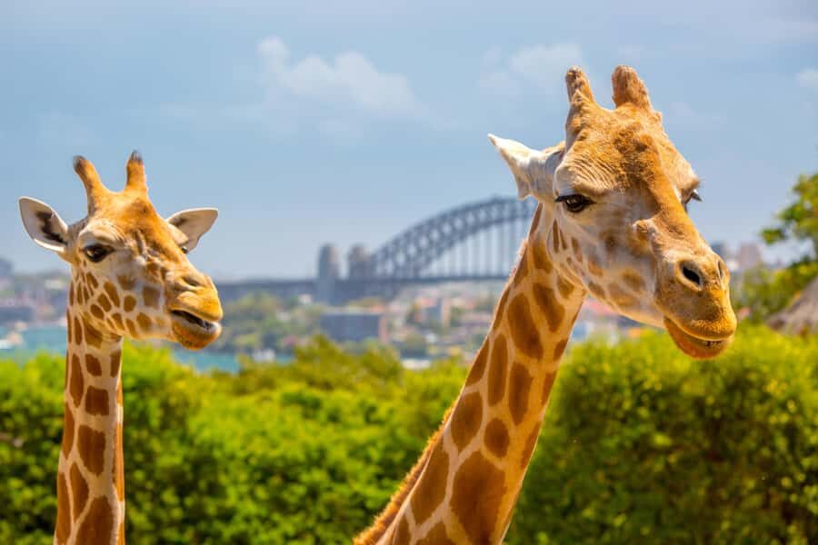 Taronga Zoo Sydney Wild Australia Experience - The keeper-led start: habitats, adaptations, and conservation talk
