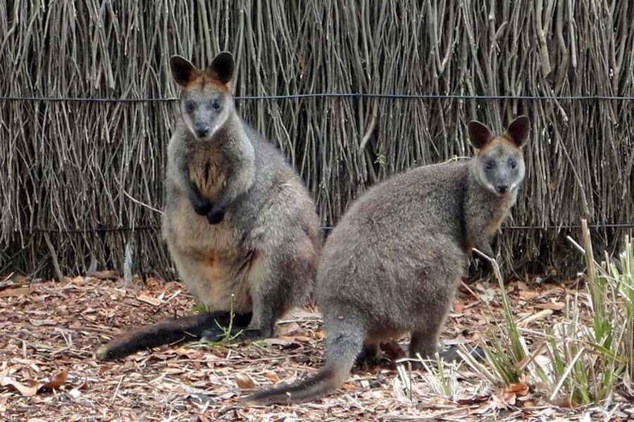 Taronga Zoo Sydney Wild Australia Experience - Behind-the-scenes food-preparation kitchen access