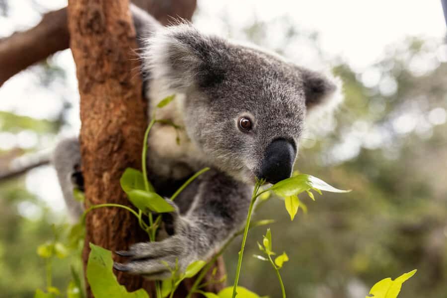 Taronga Zoo Sydney Wild Australia Experience - Price and value: when this tour is worth paying extra