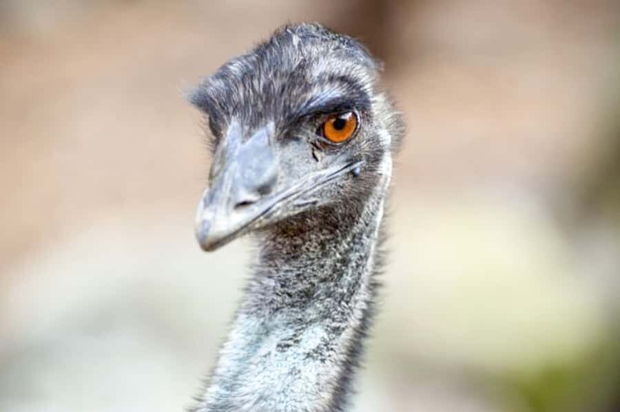 Taronga Zoo Sydney Wild Australia Experience - Meeting point and what to do before you arrive