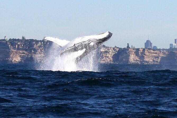 Taronga Zoo & Whale Watching Cruise Combo - Sydney Harbour - Circular Quay Wharf 6: start on time, stay in control
