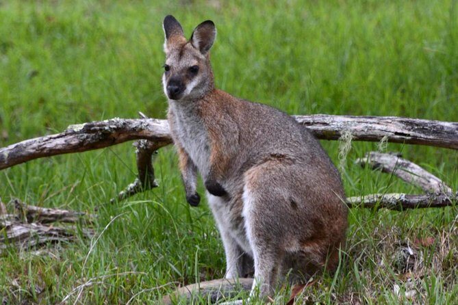 Ultimate Blue Mountains and Wildlife Tour - Should you book the Ultimate Blue Mountains and Wildlife Tour?