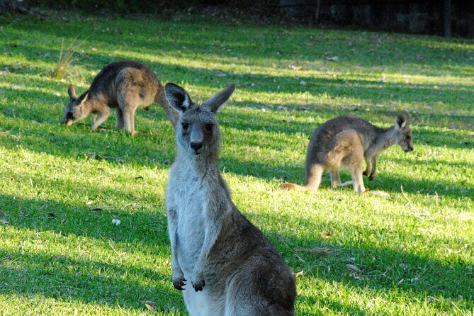 Walking with Wild Kangaroos Private Half-Day Trip from Sydney - Quick take