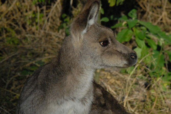 Walking with Wild Kangaroos Private Half-Day Trip from Sydney - Where you actually go: outer Sydney or the Blue Mountains