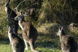 Walking with Wild Kangaroos Private Half-Day Trip from Sydney - How you see kangaroos in the wild (and what makes it special)