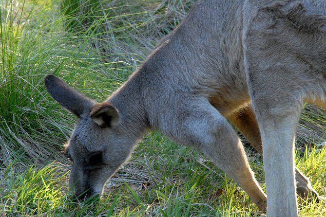Walking with Wild Kangaroos Private Half-Day Trip from Sydney - Should you book this Sydney kangaroo tour?