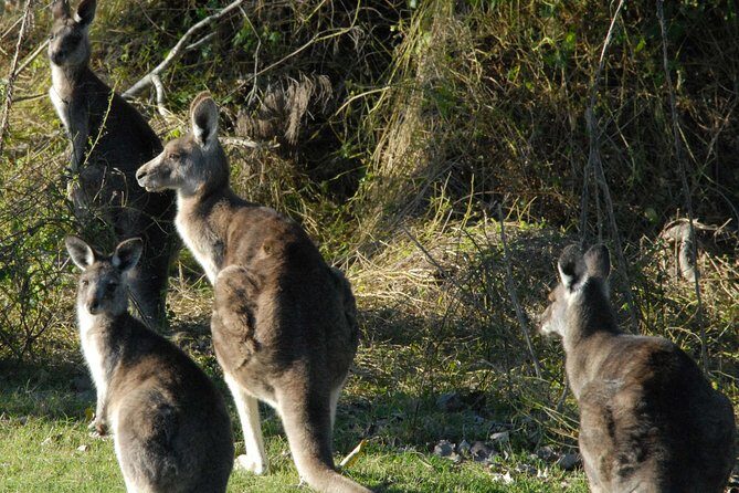 Walking with Wild Kangaroos Private Half-Day Trip from Sydney - How you see kangaroos in the wild (and what makes it special)