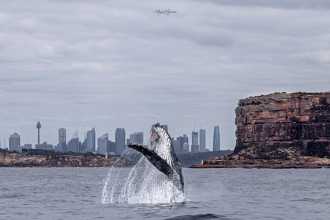 Whale Watching Boat Trip in Sydney - Whale Watching Boat Trip in Sydney: Key things you’ll notice