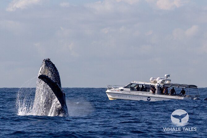 Whale Watching Boat Trip in Sydney - From Darling Harbour to Open Ocean: what this trip feels like